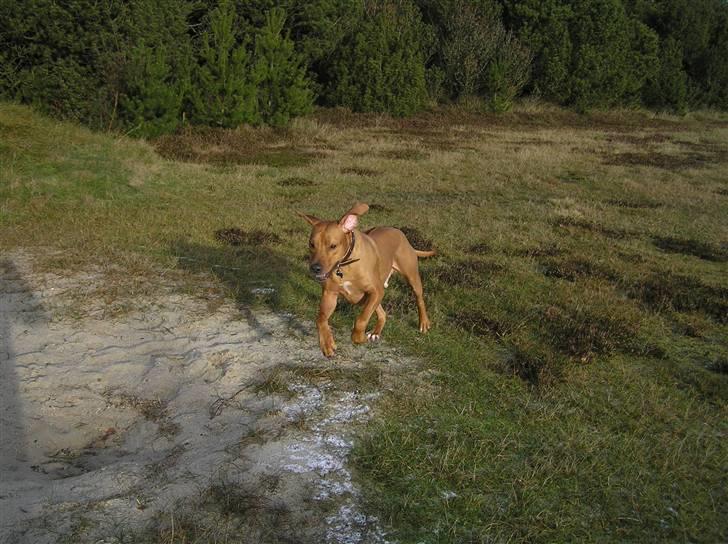 Rhodesian ridgeback Ozzy - Jeg elsker når jeg bare må løbe rundt, det er dejligt! billede 4