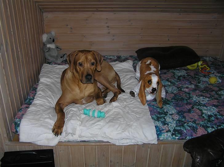 Rhodesian ridgeback Ozzy - Her måtte jeg gerne ligge, da vi var i sommerhuset ved Nr. Nebel .. min plads :-) billede 5