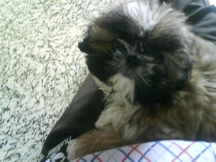 Shih tzu Buffy billede 6