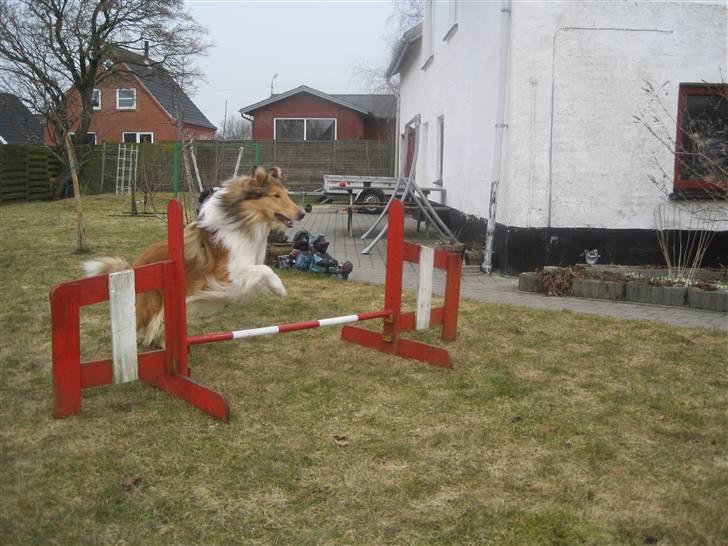 Collie langhåret Lassies American Fellow (Himmelhund) - Agility træning marts 2011 billede 2