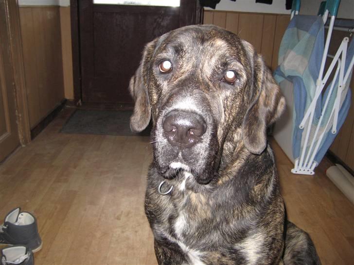 Blanding af racer junior billede 7