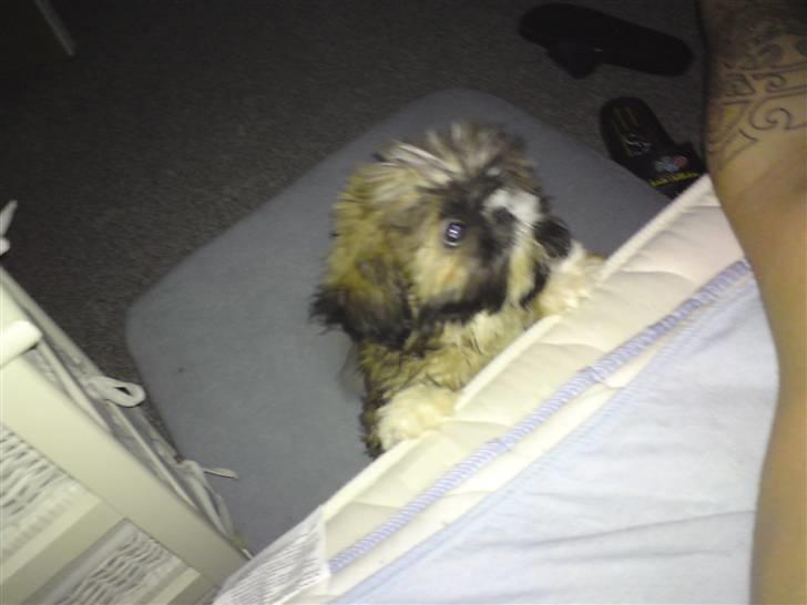 Shih tzu Buffy - Løft mig nu op i seng!! billede 7