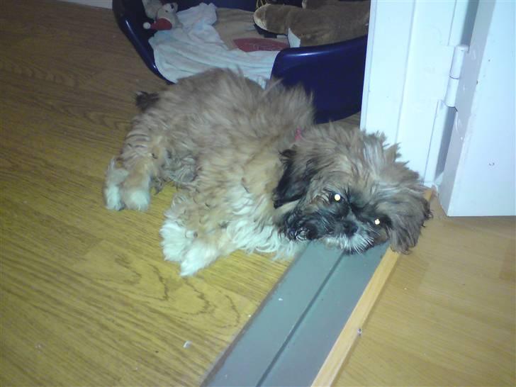 Shih tzu Buffy - Åh så træt billede 8
