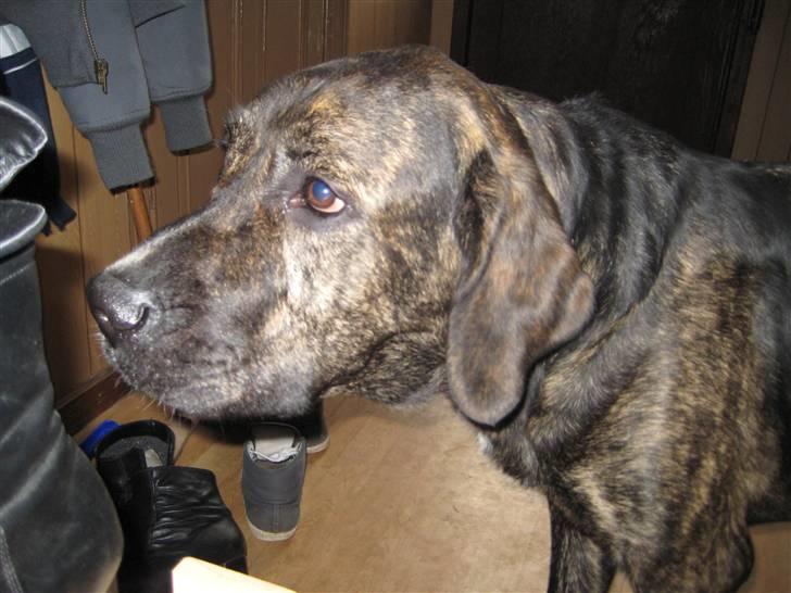 Blanding af racer junior billede 8