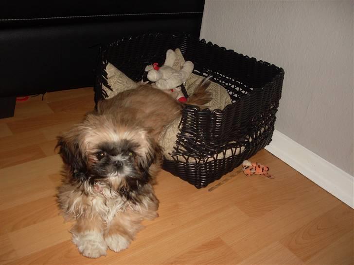 Shih tzu Buffy billede 9