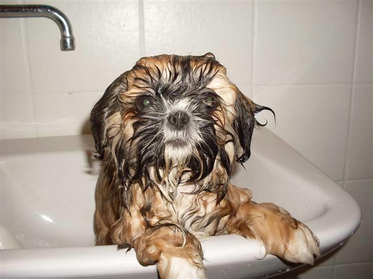 Shih tzu Buffy billede 10