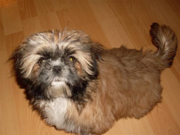 Shih tzu Buffy billede 11