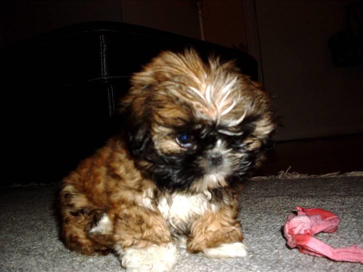 Shih tzu Buffy billede 12