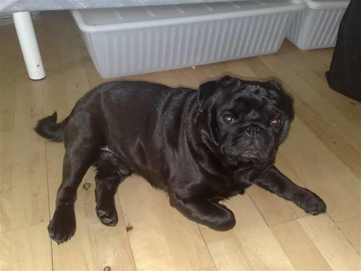 Mops Malte billede 1