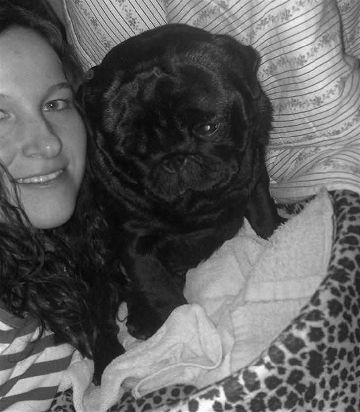 Mops Malte billede 4