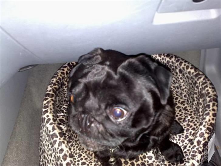 Mops Malte billede 6