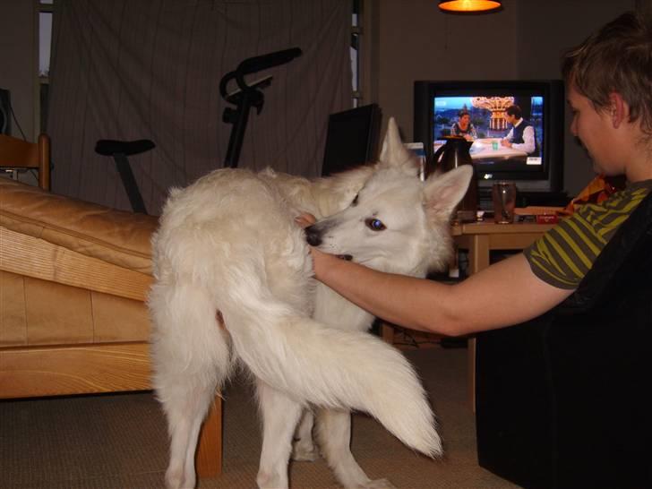 Hvid schæfer Sandy - Lille pigen og far hygger et par dage efter vi hende billede 1