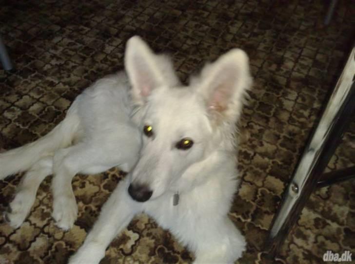 Hvid schæfer Sandy billede 2