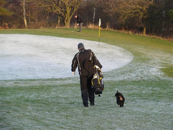 Berner sennenhund Taiger H - Med far på golfbanen (gik med på 18. hul og fulgte ham trofast :o) billede 3