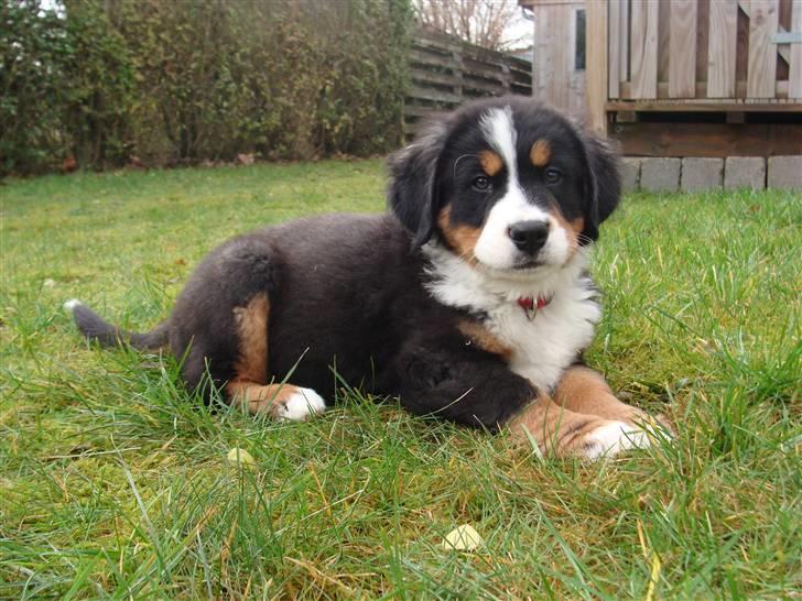 Berner sennenhund Taiger H billede 4