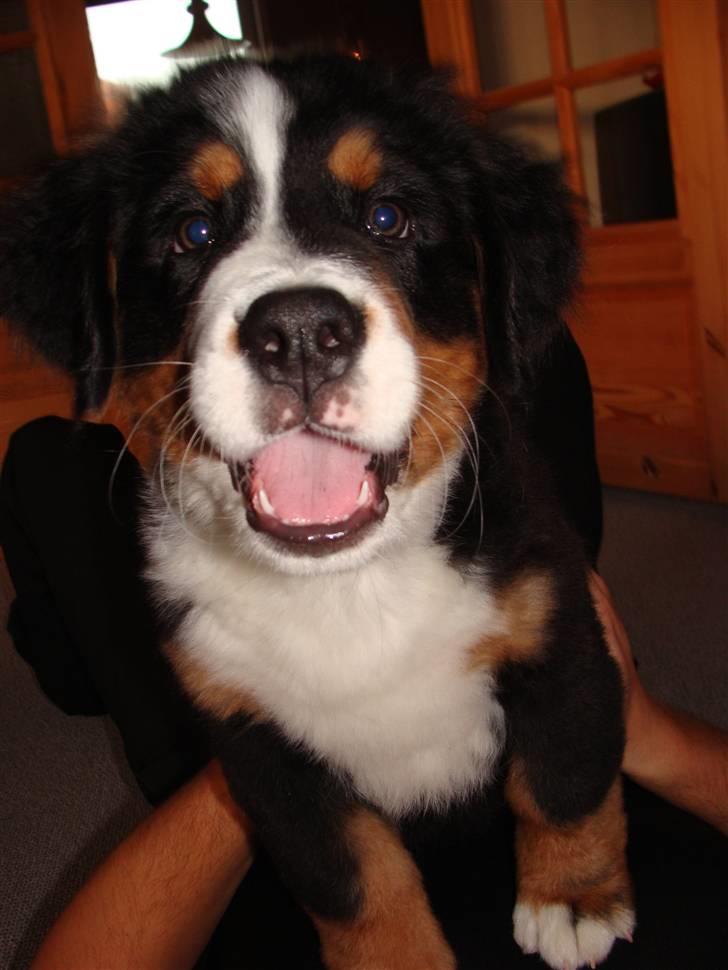 Berner sennenhund Taiger H billede 5