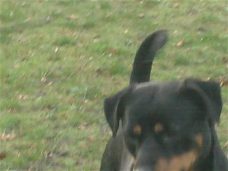 Rottweiler Tøsen aflivet 19-4-2010 - tøsen kig nu billede 2