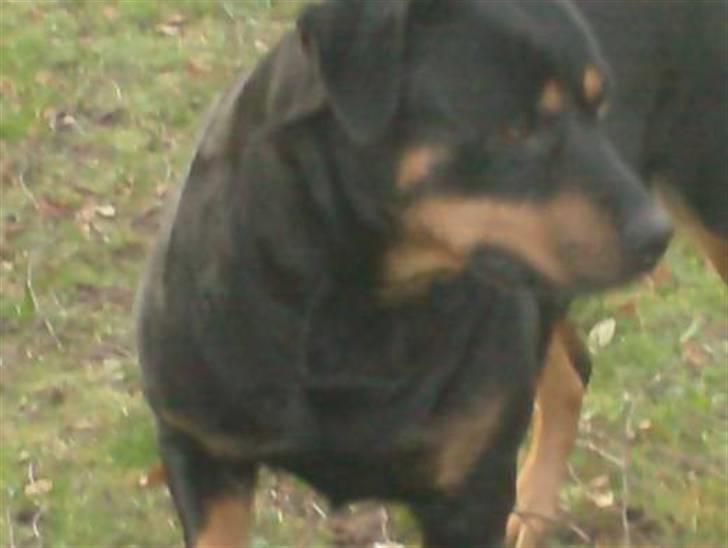 Rottweiler Tøsen aflivet 19-4-2010 - hvad er det? billede 3