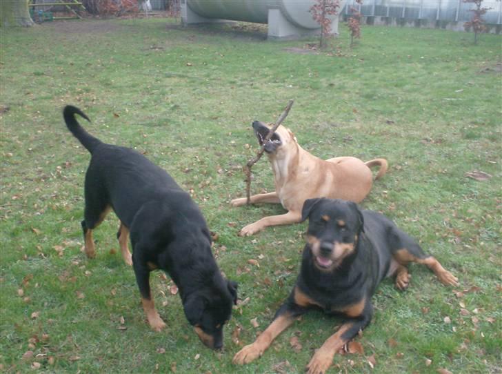 Rottweiler Tøsen aflivet 19-4-2010 - hejsa billede 4