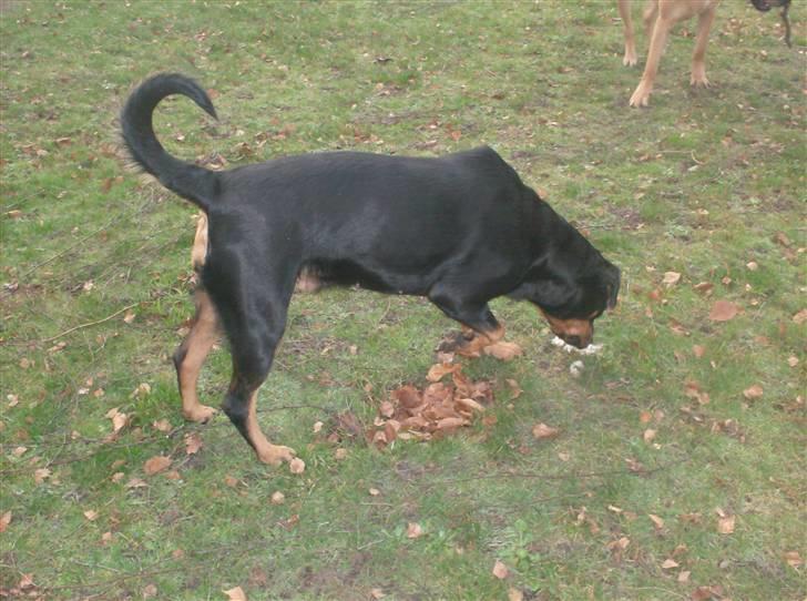 Rottweiler Tøsen aflivet 19-4-2010 - nå det var det! billede 5