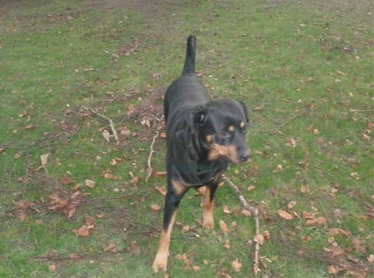 Rottweiler Tøsen aflivet 19-4-2010 - hej er jeg ikke lækker billede 6