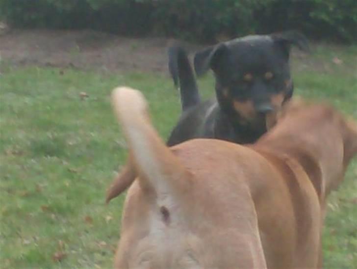 Rottweiler Tøsen aflivet 19-4-2010 - hej bamse billede 7