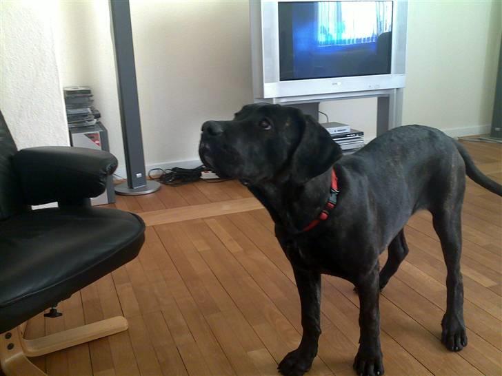 Cane corso Freja billede 2