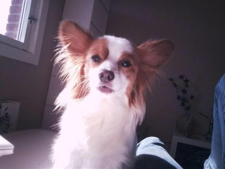 Papillon Chewey (himmelhund) billede 4