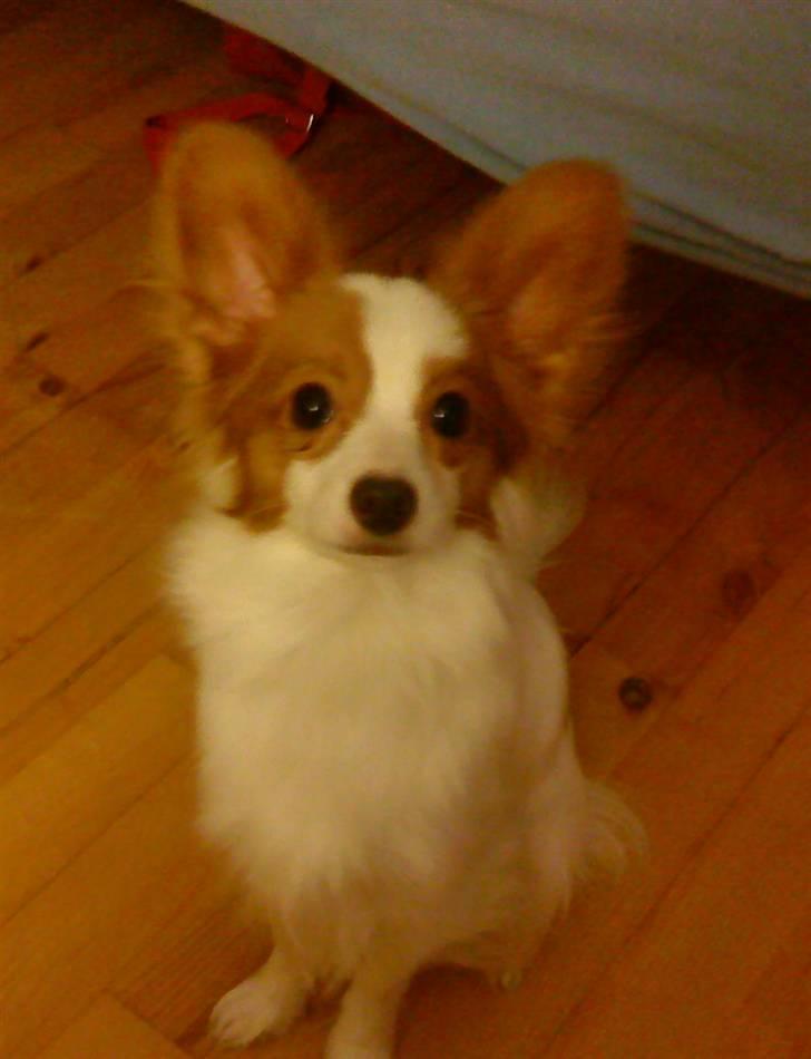 Papillon Chewey (himmelhund) - Se mor , jeg kan godt sidde pænt billede 5