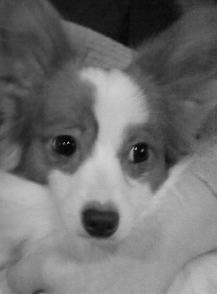 Papillon Chewey (himmelhund) billede 6