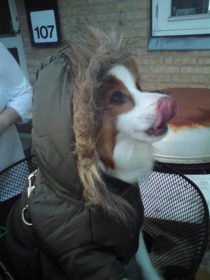 Papillon Chewey (himmelhund) billede 7