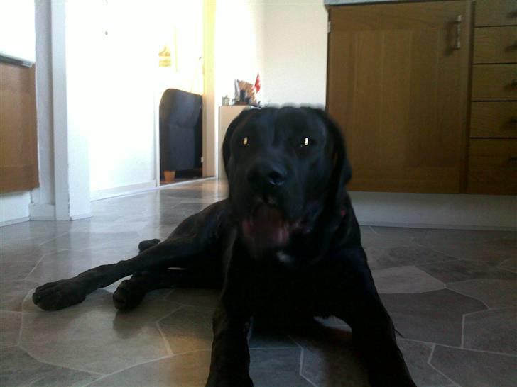 Cane corso Freja billede 3