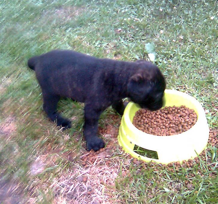 Cane corso Freja - Freja 6 uger.  billede 4