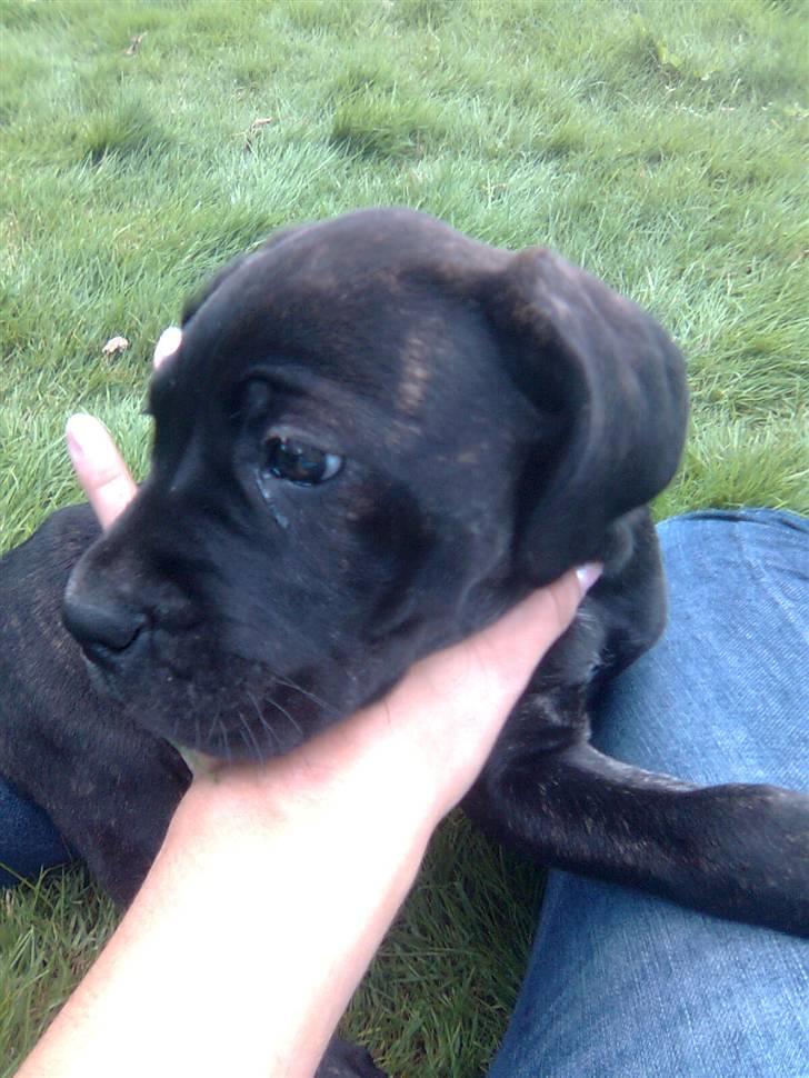 Cane corso Freja billede 6