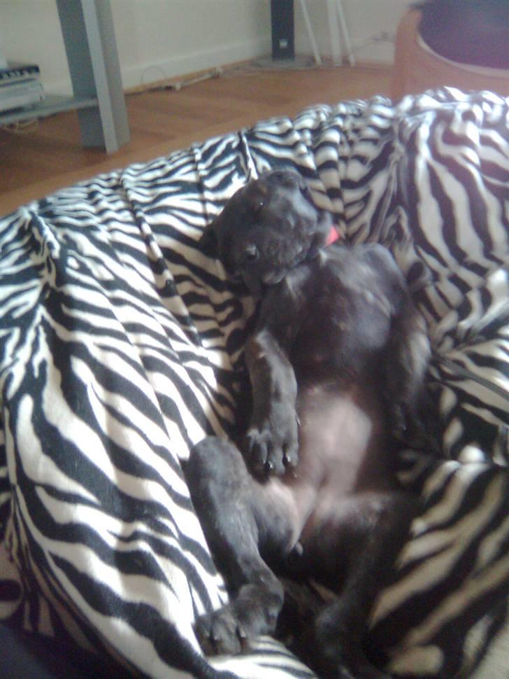 Cane corso Freja billede 7