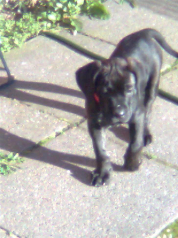 Cane corso Freja billede 8