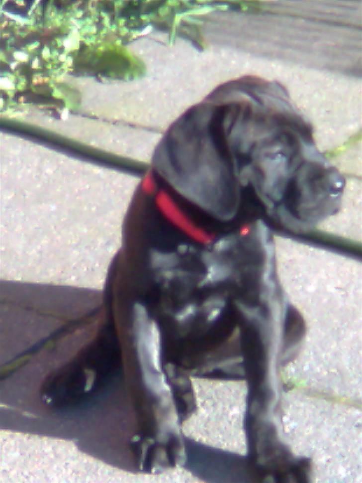 Cane corso Freja - 10 uger billede 9