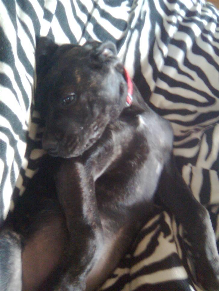 Cane corso Freja billede 10