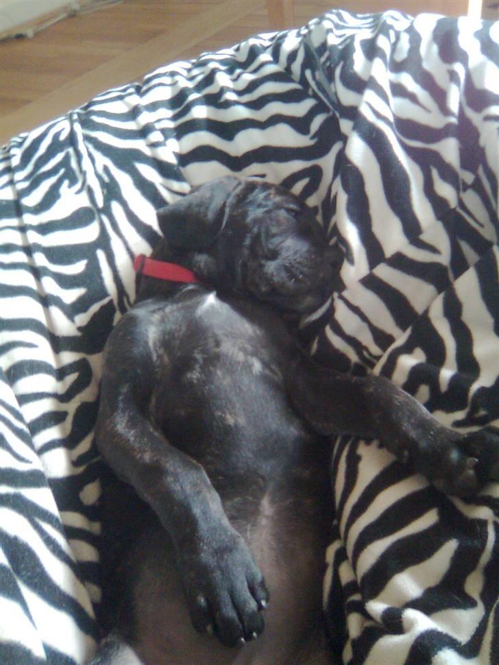 Cane corso Freja - Freja sover i sækkestolen...;) billede 11