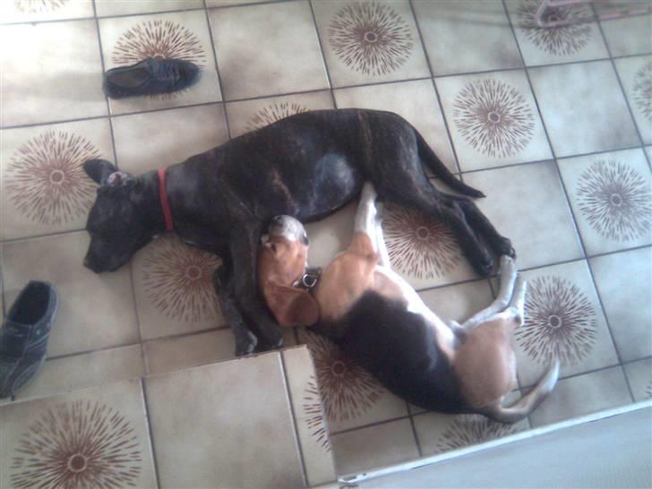 Cane corso Freja - Freja og hendes bedste ven (Tyson) billede 12