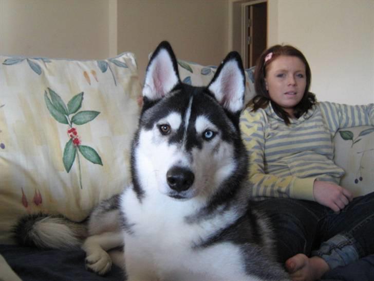 Siberian husky Zico - Nyeste billeder af Zico billede 8