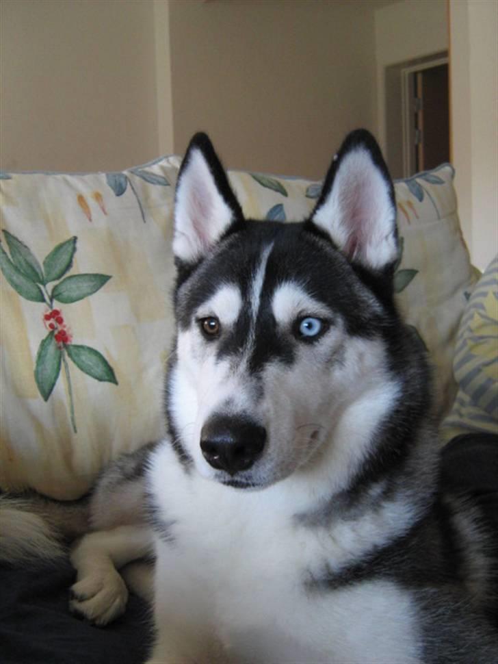 Siberian husky Zico - Nyeste billeder af Zico billede 9
