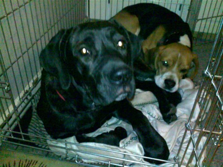 Cane corso Freja - Freja sammen med Tyson. billede 13