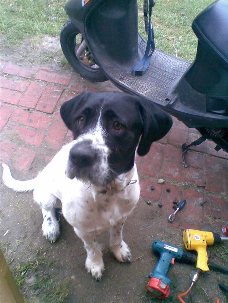 Ruhåret hønsehund Odin   R. I . P <3<3 billede 1