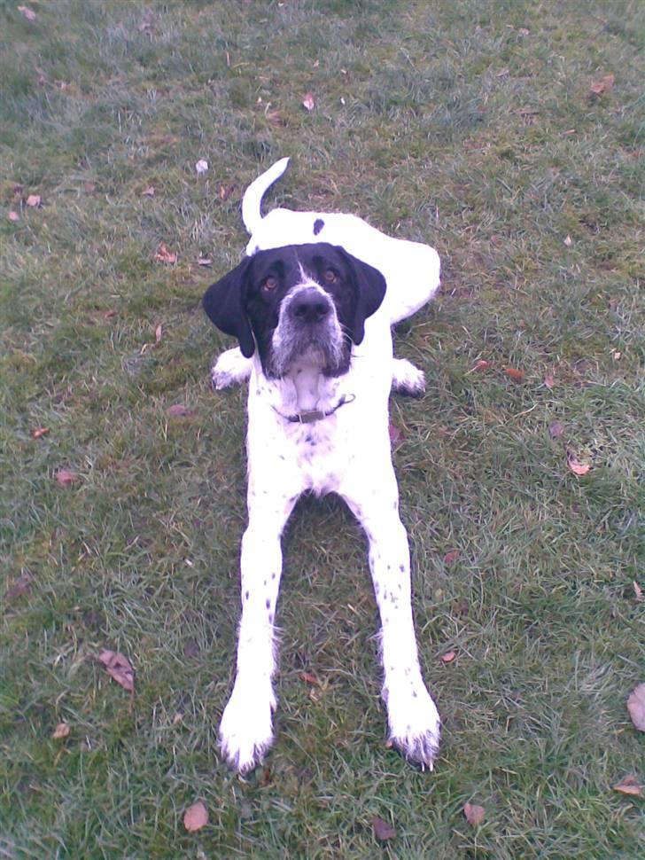 Ruhåret hønsehund Odin   R. I . P <3<3 billede 2