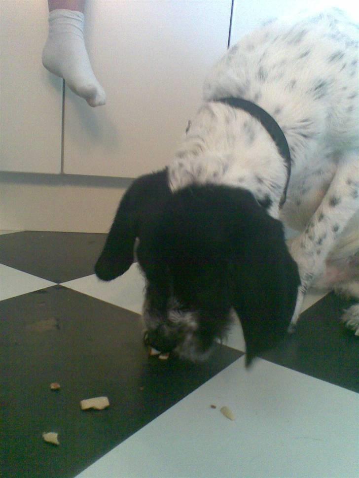 Ruhåret hønsehund Odin   R. I . P <3<3 billede 3