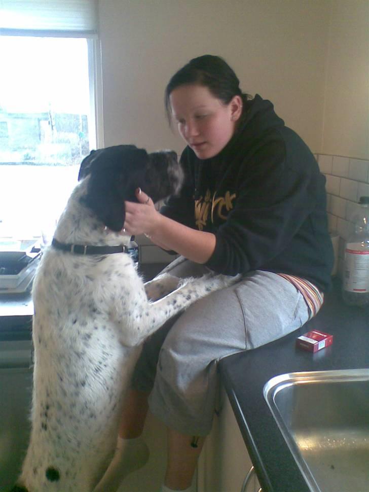 Ruhåret hønsehund Odin   R. I . P <3<3 billede 4