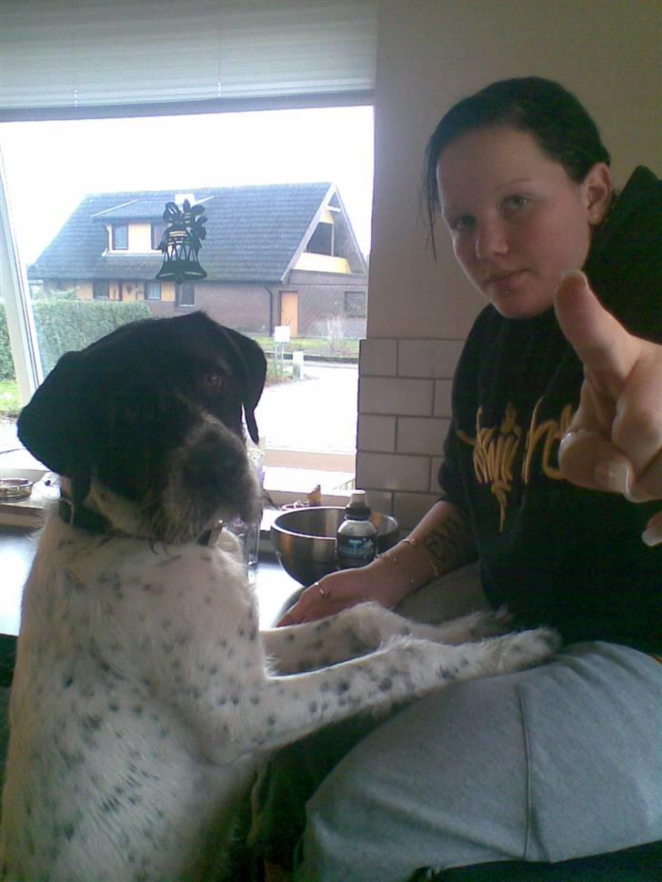 Ruhåret hønsehund Odin   R. I . P <3<3 billede 5