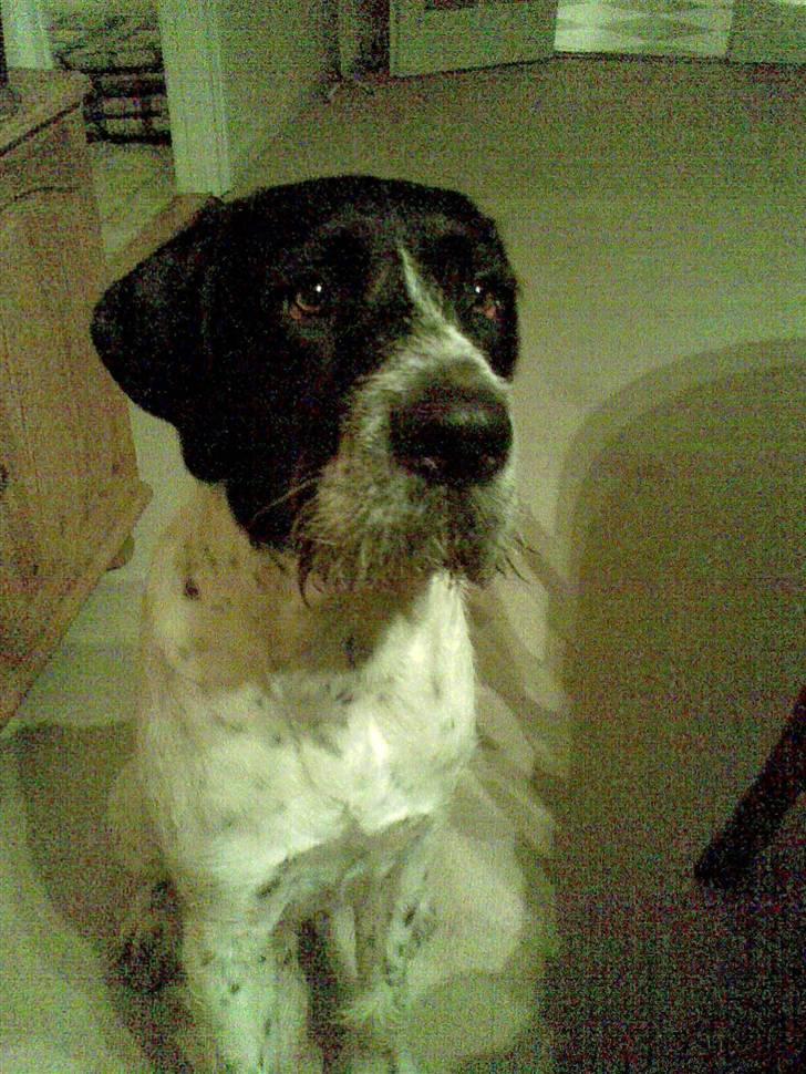 Ruhåret hønsehund Odin   R. I . P <3<3 billede 6