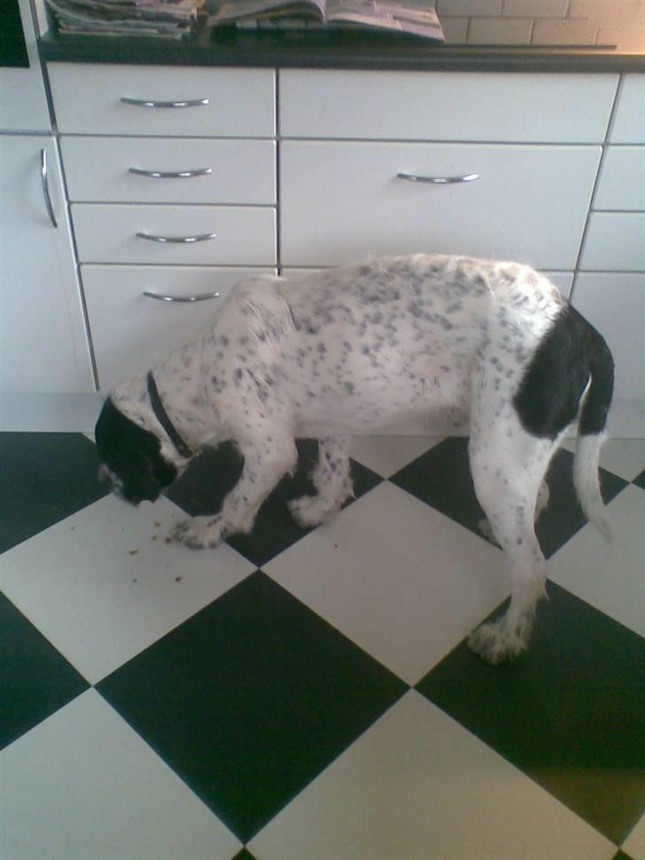 Ruhåret hønsehund Odin   R. I . P <3<3 billede 7